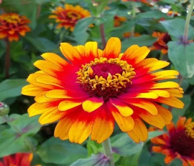 100 + Sombrero Zinnia 种子 * * 新鲜种子 * ~ ~ 免运费 ~ ~ — 第 1/2 张图片