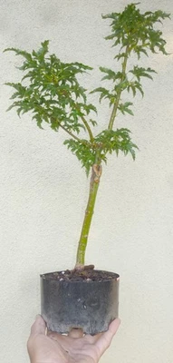 Lion's Head Japanese Maple Pre Bonsai Dwarf Fat Trunk Nebari Acer Shishigashira - Image 1 of 4