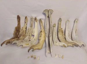 Lot of 11 Yak Jaw Bones 10" to 15" - Picture 1 of 5