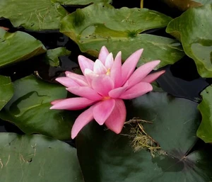 POT LUCK WATER LILY POND PLANTS UK GROWN FLOWERING SIZE BARE ROOT TUBERS - Picture 1 of 13