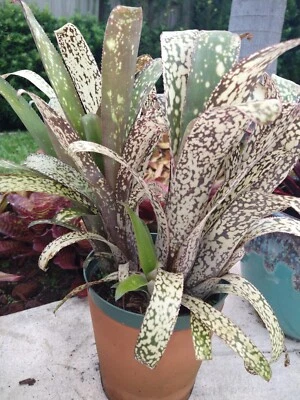 Billbergia CASA BLANCA Bromeliad one tropical plant *TALL* - Image 1 of 4