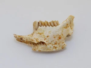 Pfeifhase, Fam.Prolagidae, Tertiär, Miozän, Titting b.Eichstätt,Deutschland-m288 - Picture 1 of 4