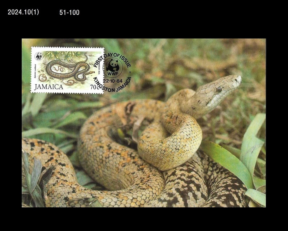 Snake,Reptile,Wildlife,Forest,Animal,Jamaica 1984 Maximum Card,WWF - Image 1 of 1