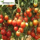 Tomato Seeds " 100+ Variety Tomato Seeds " Choose Tomato Variety Garden Seeds