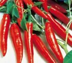 10x Pepper Spanish Cayenne Long Slim Paprika Chilli Seeds Vegetables KS386