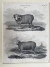 Agriculture Antique Print 1815 By Constable And Co Mounted Merino Ram