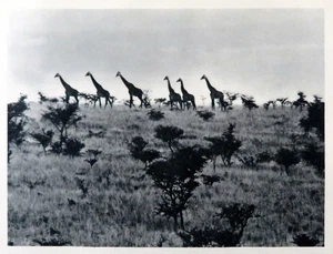 Giraffe Herd, Kenya Colony, Animals of Africa, 1930 photogravure vintage print - Picture 1 of 3