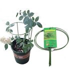 Iron Plant Support Stake Ring For Enhancing Plant Growth Durable And Reusable