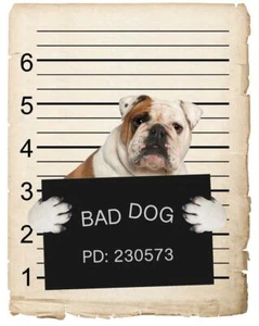 English Bulldog Mugshot Bad Dog Fridge refrigerator Car Magnet - Picture 1 of 6