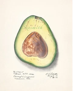 Beautiful AVOCADO Vintage Botanical Drawing  Giclee 8" x 10" Print - Picture 1 of 1