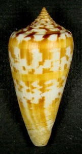 CONUS JANUS 60,39 mm SÚPER ELECCIÓN ESPÉCIMEN RARO Arrecife Tulear, Madagascar - Imagen 1 de 2