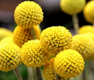 60+   BILLY BUTTONS -  BALLS, CRASPEDIA, DRUMSTICK RUBBED RARE FLOWER SEEDS - Picture 1 of 6