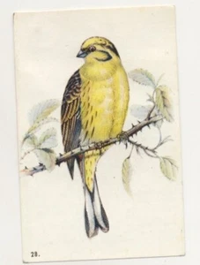 EMBERIZA CITRINELLA BRUANT JAUNE YELLOWHAMMER GOLDAMMER OISEAU BIRD IMAGE CARD - Picture 1 of 2