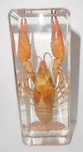 Red Lobster Freshwater Crayfish Specimen Clear Resin Block Education Aid BK3 - Picture 1 of 11