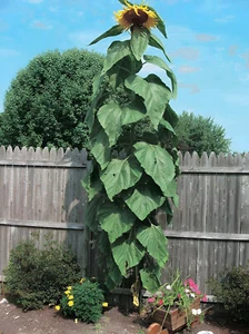 40 Heirloom Mammoth Grey Stripe Sunflower Seeds -Towering 6'-12' Gigantic Blooms - Picture 1 of 8