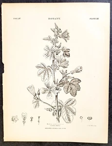 Antike Enzyklopädie Britannica Druck Gemeinsame Malve 1875 8" x 10,5" - Bild 1 von 3