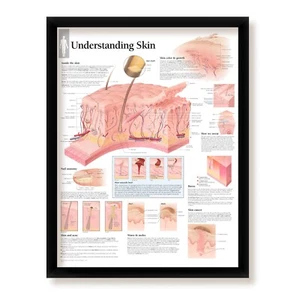 Understanding Skin gerahmtes medizinisches pädagogisches Poster, 22x28 Wanddiagramm - Bild 1 von 5