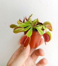 Dionaea muscipula planta carnivora venus flytrap UNA PLANTA EN MACETA , pocas !