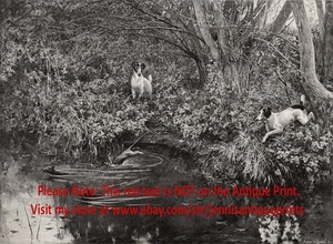 Dog Rat Terriers Hunting Rats in the Forest Stream, 1890s Antique Print - Picture 1 of 4