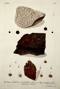 1764 G. W. Knorr (1705-1761); Große Folio Palaeontology Fossilien Geologie (VI - Picture 1 of 3