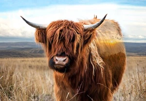 Call of the Wild Highland Cow 30 ¼" x 42Panel Rust Spectrum Print by Hoffman - Picture 1 of 1