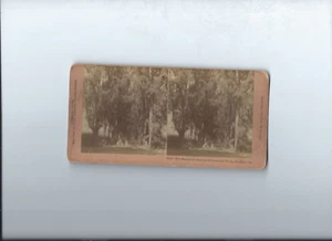 1890s/California/Mammoth Avenue of Eucaliptic Trees/San Jose/Kilburn Brothers - Picture 1 of 2