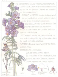 FLOWERS. Jacob's-Ladder family. Polemoniaceae. Jacob's Ladder 1907 old print - Picture 1 of 1
