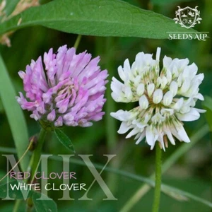 7.500 Samen Weißklee & Rotklee ☘️ Klee Mischung WHITE RED CLOVER SEEDS - 10 g - Bild 1 von 4