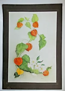 Original watercolour by B Lloyd Chinese Lantern flowers Physalis alkekengi - Picture 1 of 5