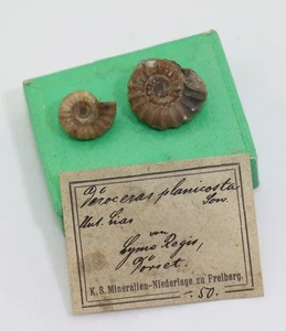 Ammoniten, Promicroceras planicosta, Jura, Sinemur, Charmouth, Dorset, UK -m37 - Picture 1 of 7