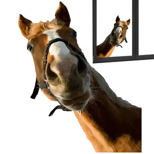 Horse Wall Decals Farm Animal Horse Wall Sticker - Picture 1 of 6