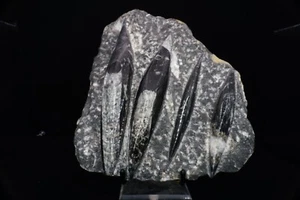 Polished Orthoceras Plate / Large Fossil Specimen - Picture 1 of 4