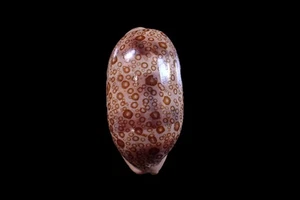 tatskieshells-Arestorides argus - Picture 1 of 4