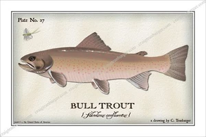 Trout,Bull,Fly,Fishing,Flies,fish,Angler,lure,reel,Salmon,river,fly - Picture 1 of 10