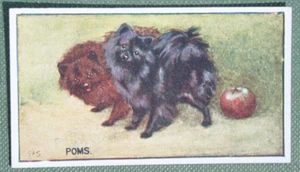 POMERANIAN Vintage 1924 Illustrierte Hundekarte - Bild 1 von 2