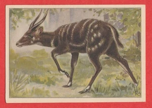 1940 Dutch Trade Card by Verkade #86 Antelope - Picture 1 of 2