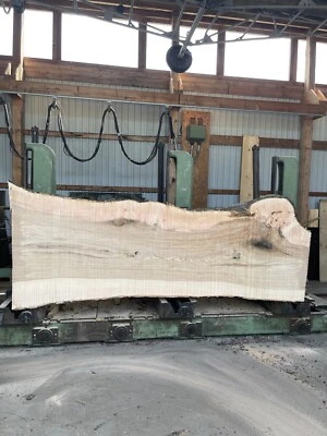 Tischplatte Esstisch Esche Bohlen Stamm Baumscheibe Tisch 350 x 100-130 cm - Bild 1 von 4