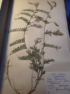 VINTAGE 1948 BOTANISTS HERBARIUM WILDE FLOWERS PLANTS SCANDINAVIA SWEDEN SWEDISH - Picture 1 of 12