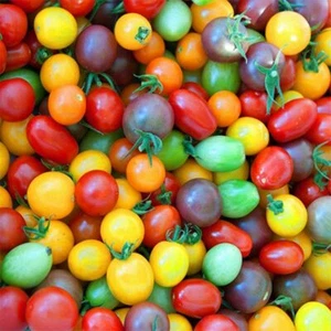 200 graines de tomate cerise de couleur mixte lycopersique graines de légumes héritage biologique - Photo 1 sur 6