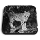 Square MDF Magnets - BW - Wild Lynx Cat Animal  #39235