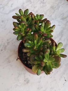 Crassula ovata GANDALF Ø13 cms approx precious young succulent plant - Picture 1 of 4