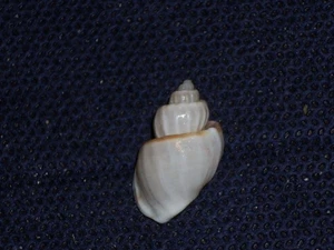 SCALPTIA FOVEOLATA AMAZING - Picture 1 of 2