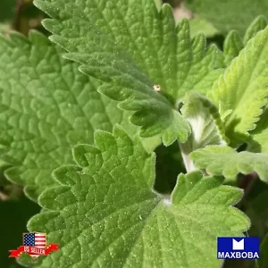 2400+ Catnip Herb Seeds Non-GMO Heirloom Garden BOGO 50% OFF - Picture 1 of 3
