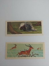 Vintage Sugar Daddy African Wild Animal Cards▪︎Series 2 Cards #15&24 D1-9