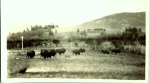 Buffalo Bison Yellowstone National Park black white photo 1955 - Picture 1 of 2