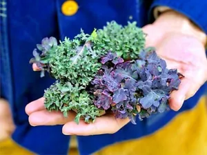 CAVOLO URSA ROSSO CIMELIO NON OGM ottimo per spremere e saltare! MOLTO NUTRIENTE YUMM - Foto 1 di 3