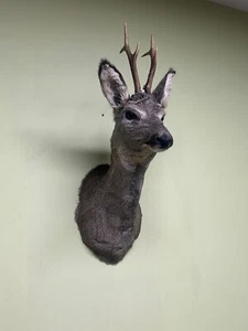 Rehbock Kopf Präparat (Winter), Reh, Reh Kopf, Präparatoren, Trophäen - Bild 1 von 3