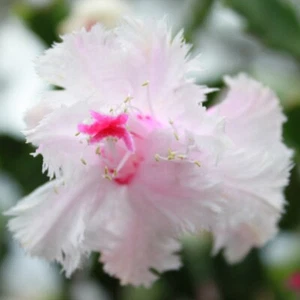 Ultimate Collector pack 9 x Cuttings includes Aspen, Outono Zygocactus FREE POST - Picture 1 of 9