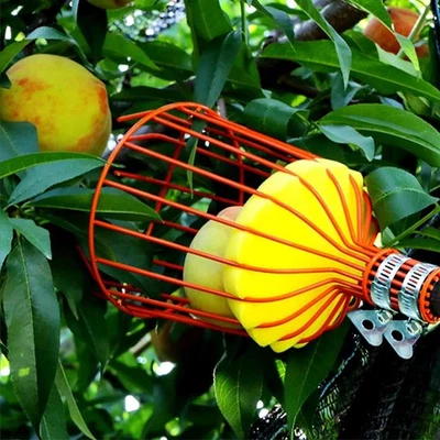 Telescoping Fruit Picker 2.4m Pole with Long Handle Fruit Picking Tool Storage - image 1 of 4