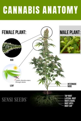 Póster de pared interior habitación interior anatomía marihuana hierba arte cannabis - PÓSTER 20x30 Foto 1 de 4